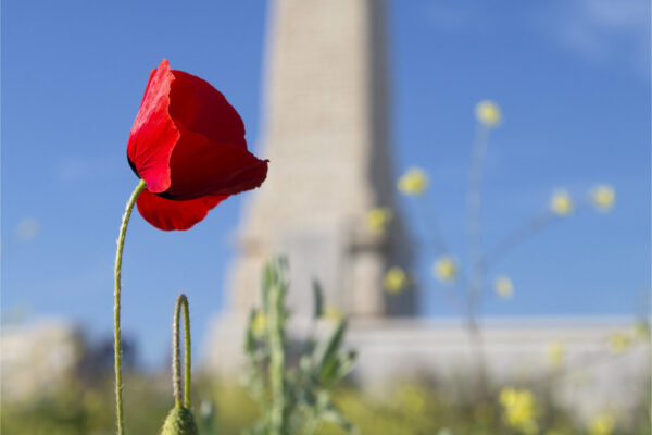 A poppy grows next to the British and Allied memorial at Cape Helles, Gallipoli.